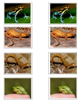 Preview of Amphibians and Insect matching cards