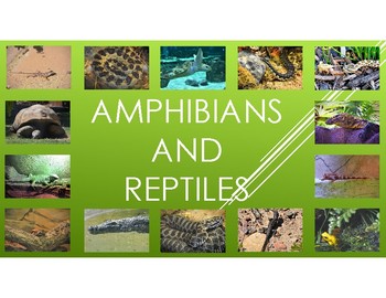 Preview of Amphibians and Reptiles-Pictures, diet, habitat, attributes, and babies.