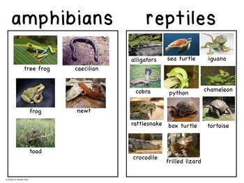 Animal Classification Amphibians and Reptiles Bingo, Posters, and More