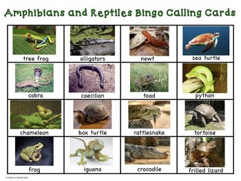 Animal Classification Amphibians and Reptiles Bingo, Posters, and More
