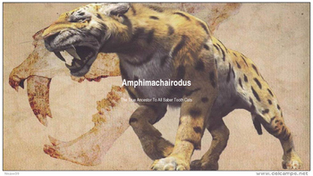 Preview of Amphimachairodus Info on the Earliest Member Of The Sabertooth Familuy