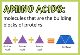 Amplify Metabolism Unit Vocabulary Posters