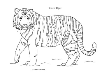 Tiger Coloring Page Worksheets Teaching Resources Tpt