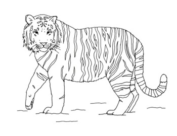 FREE! - Tiger Template for Colouring (teacher made) - Twinkl