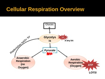 Preview of An Introduction to Cellular Respiration