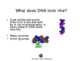 An overview of the discovery and structure of DNA