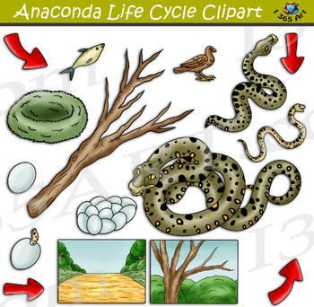 anaconda clipart