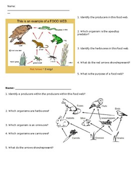 Analyzing Food Web Practice Worksheet by Thee Teaching Queen | TPT
