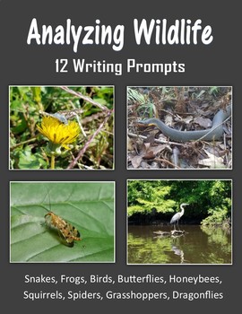 Preview of Analyzing Wildlife - Snakes, Frogs, Birds, Squirrels and Bugs
