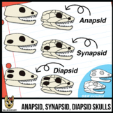 Reptile Skulls Clip Art: Anapsid, Synapsid, & Diapsid