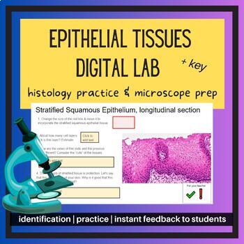 Preview of Anat & Phys Epithelial Tissues Histology Google Slides Lab- Good microscope prep