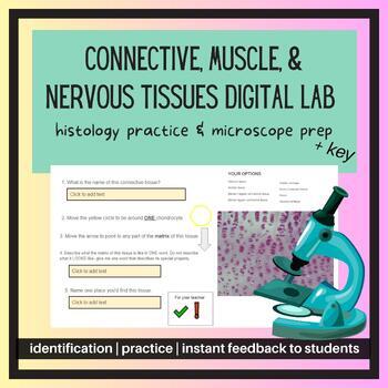 Preview of Anat & Phys Tissues Lab- Connective, Muscle, & Nervous Google Slides Lab
