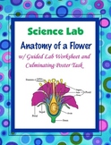 Anatamy of a Flower {Hands-on Lab} ~ (Dissecting a Flower)