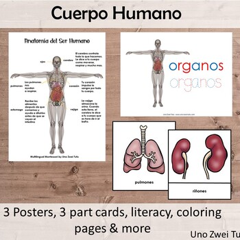 Preview of Anatomia Del Cuerpo Humano - Montessori Human Organs Pack Spanish