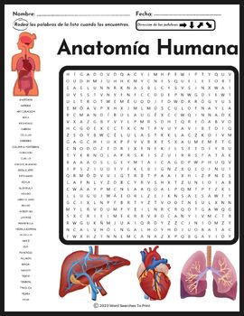 Anatomia Espinal Poster