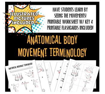 Preview of Anatomical Movements w/ Illustrations-Worksheet & Flashcards! Distance Learning!