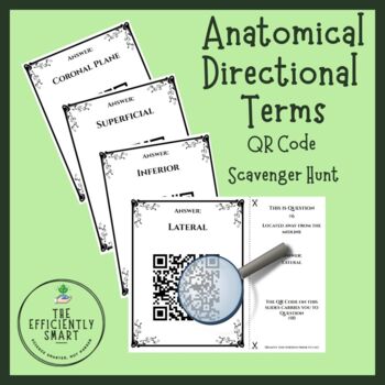 Preview of Anatomical Directional Terms QR Code Scavenger Hunt Activity and Task Cards