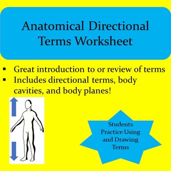 Preview of Anatomical Directional Terms Worksheet