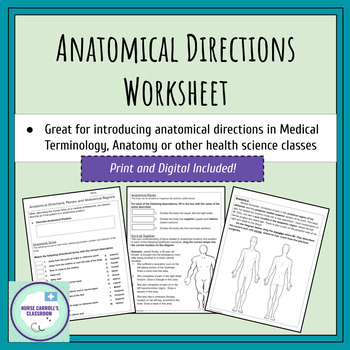 Preview of Anatomical Directions, Planes, and Abdominal Regions Worksheet