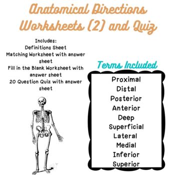 Preview of Anatomical Directions Worksheets (2) and Quiz for Anatomy