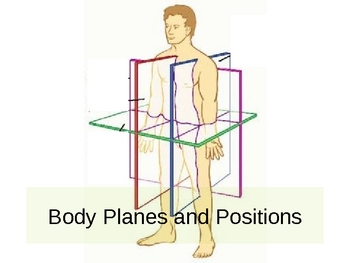Anatomical Planes and Directions by Mitch Weathers | TpT