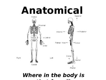 labeled anatomical position diagram