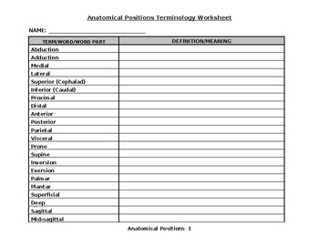 Preview of Anatomical Positions Terminology Worksheet