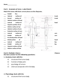 Anatomical Terms Worksheet Answers - Escolagersonalvesgui