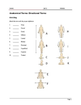 Blank Anatomical Position Diagram - Diagram Blank Arm Diagram Full ...
 Anatomy Directional Terms Worksheet