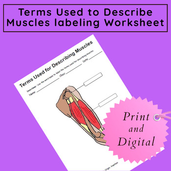 Preview of Anatomical Terms Used to Describe Muscles Labeling Worksheet