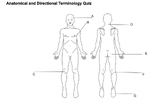 Anatomical Terms and Direction Quiz