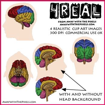 Preview of Anatomically Correct Brain Clipart - Large Clip Art Images