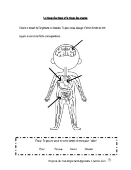 Anatomie et Physiologie : Les niveaux d'organisation | TpT