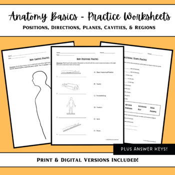 Preview of Anatomy Basics (Body Organization) - Practice Worksheets
