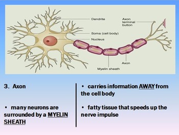 Nervous System Unit | Anatomy and Physiology | Human Body Systems