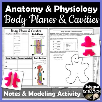 Preview of Anatomy Body Planes and Cavities Activity