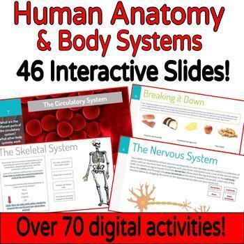 Preview of Anatomy & Body Systems Digital Interactive Notebook