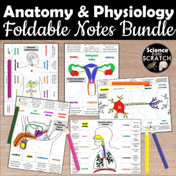 Preview of Anatomy & Body Systems Foldable Notes Bundle (for interactive notebooks)