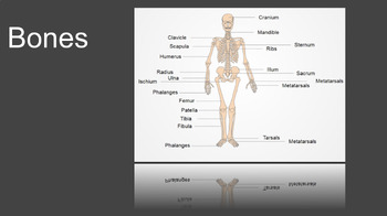 Preview of Anatomy (Bones) Powerpoint/Kahoot and Guided Notes