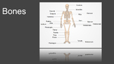 Anatomy (Bones) Powerpoint/Kahoot and Guided Notes