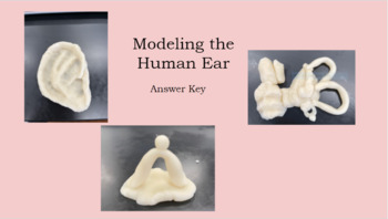 Preview of Anatomy,  Build a Model Ear