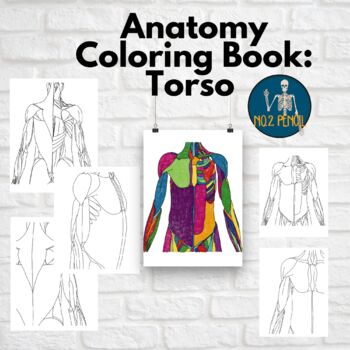 Preview of Anatomy Coloring Book: Torso