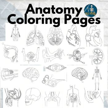Preview of Anatomy Coloring Pages