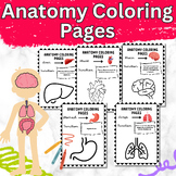 Anatomy Coloring Pages and Functions -Human Organs Workshe