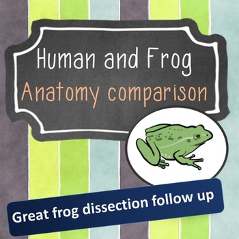Preview of Human and Frog Anatomy Comparison: Structure and function of organs