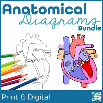 Preview of Anatomy Diagrams Bundle - Human Body Systems Coloring & Labeling Activities