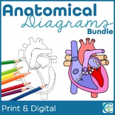 Anatomy Diagrams Bundle - Human Body Systems Coloring & La