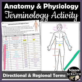 Preview of Anatomy Directional & Regional Terms Life-Sized Activity | Terminology