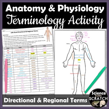 anatomical directional terms