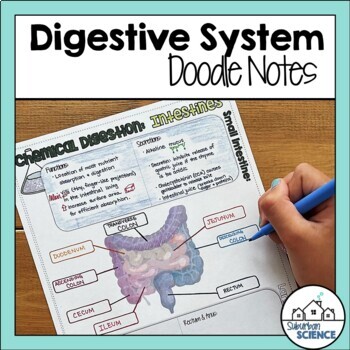 Preview of Anatomy Doodle Notes - Alimentary Canal and Accessory Organs of Digestive System